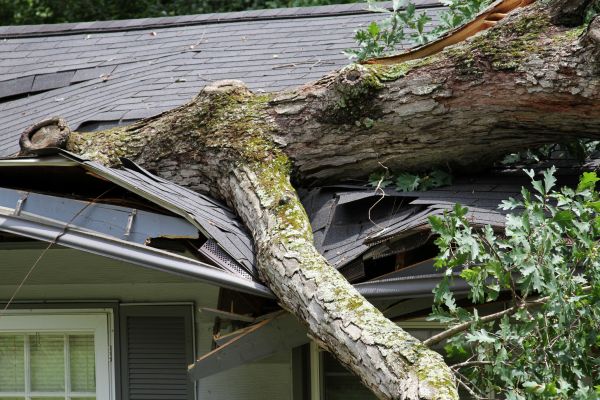 Storm Remediation in Dunedin