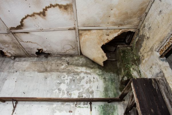 Water Damage Service in Dunedin