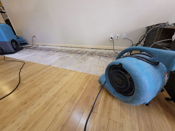 Water Damage Mitigation in Dunedin