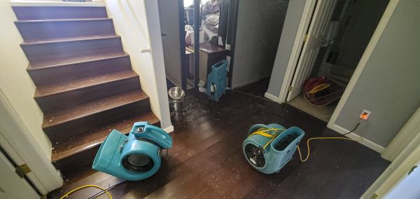 Water Damage Remediation in Dunedin