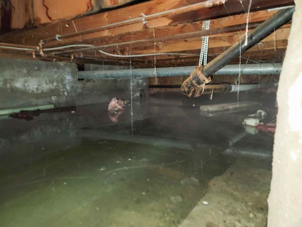 Water Mitigation Service in Dunedin